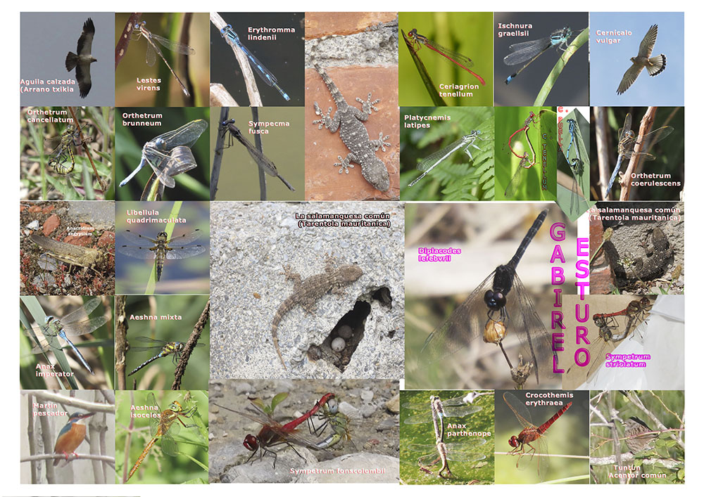 anisopteros